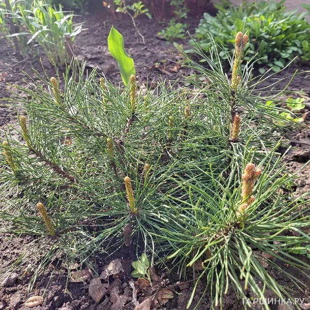 превью изображения отзыва