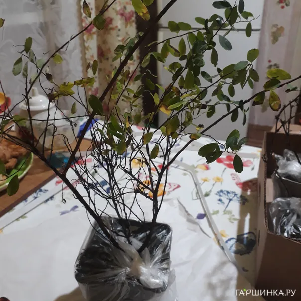 превью изображения отзыва