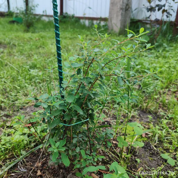 превью изображения отзыва