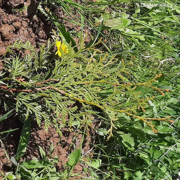 превью изображения отзыва