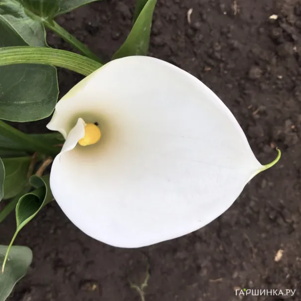 превью изображения отзыва