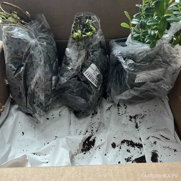 превью изображения отзыва