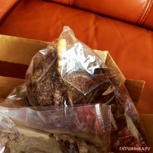 превью изображения отзыва