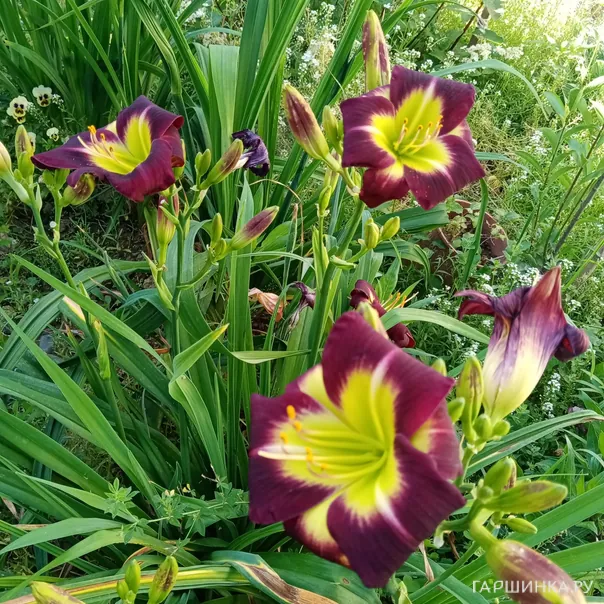 превью изображения отзыва