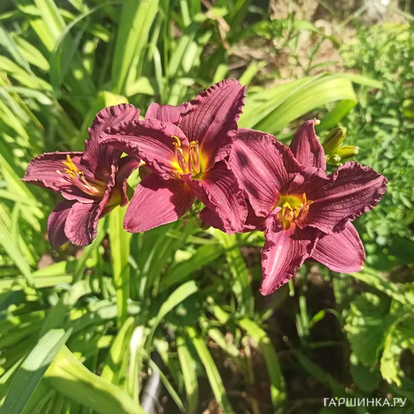 превью изображения отзыва