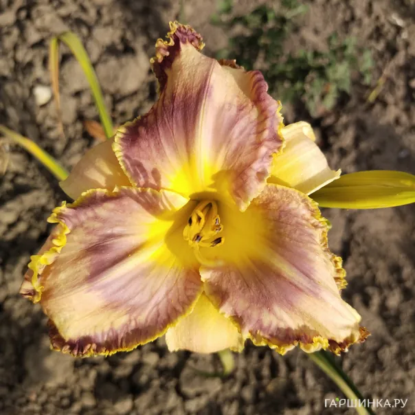 превью изображения отзыва