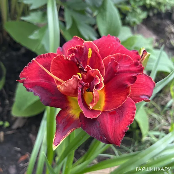 превью изображения отзыва