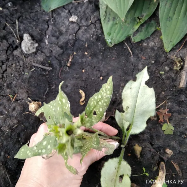 превью изображения отзыва