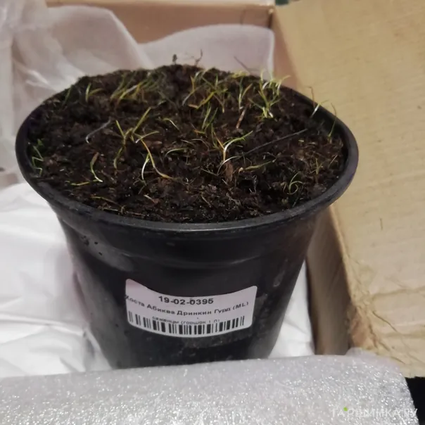 превью изображения отзыва