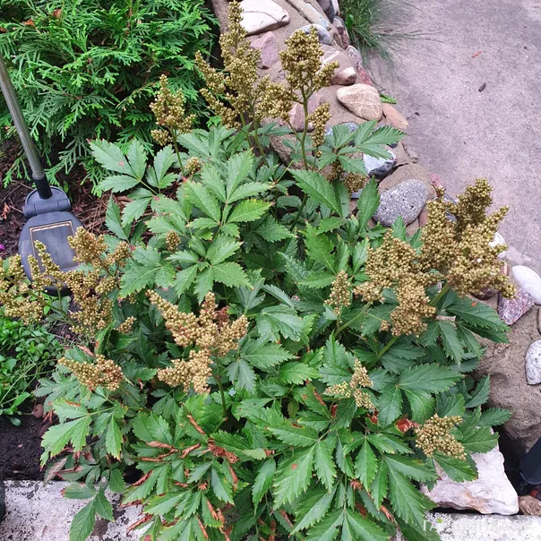 превью изображения отзыва