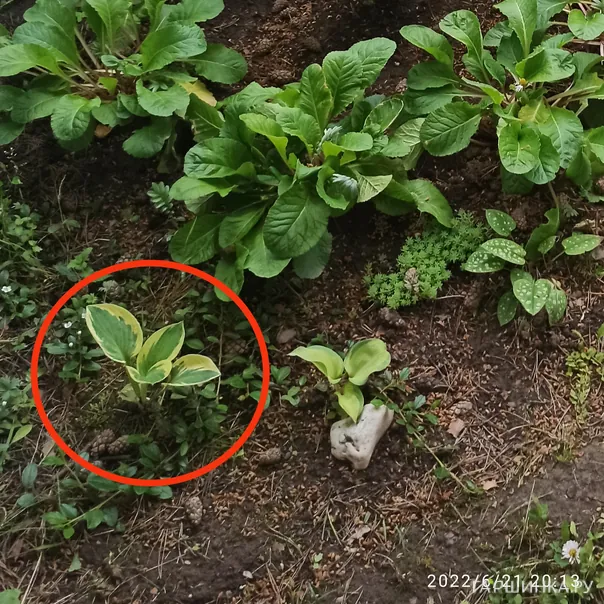 превью изображения отзыва