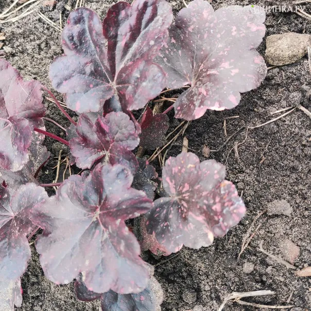 превью изображения отзыва