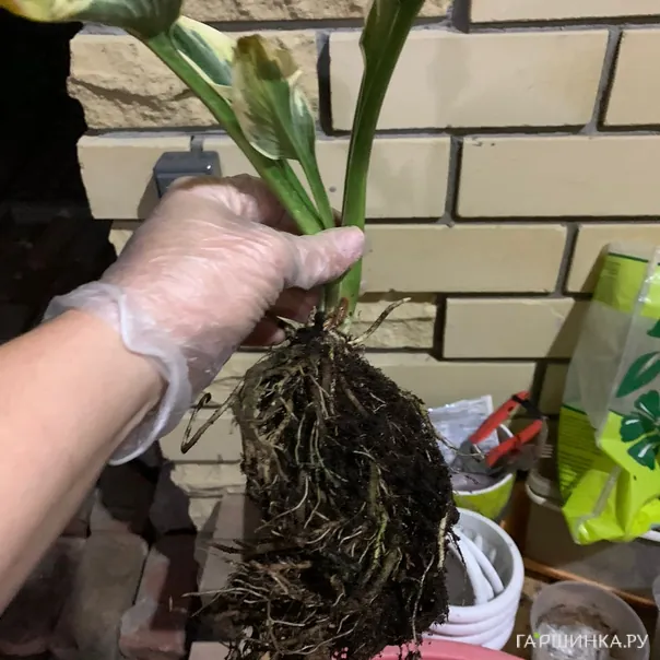 превью изображения отзыва