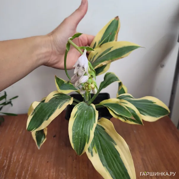 превью изображения отзыва