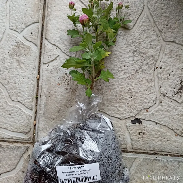 превью изображения отзыва