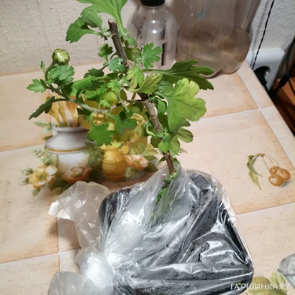 превью изображения отзыва