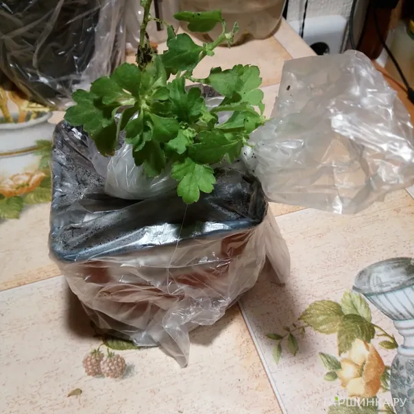 превью изображения отзыва