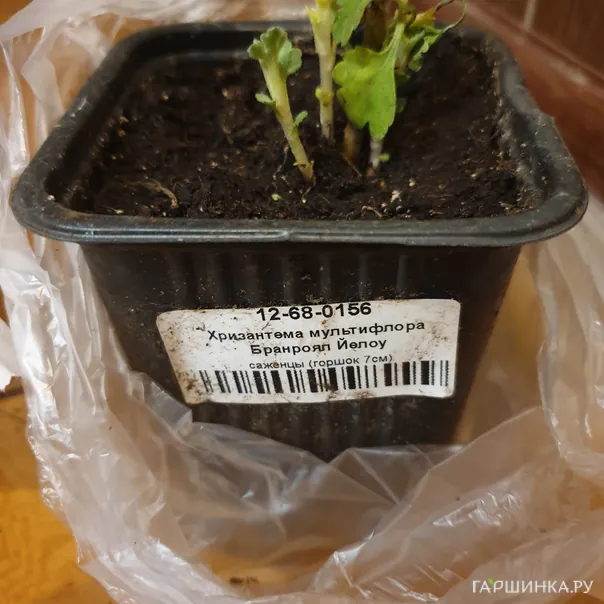 превью изображения отзыва