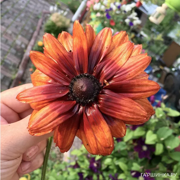 превью изображения отзыва