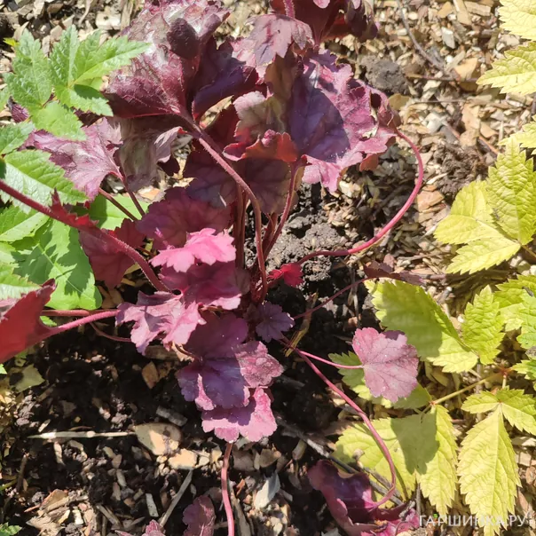 превью изображения отзыва