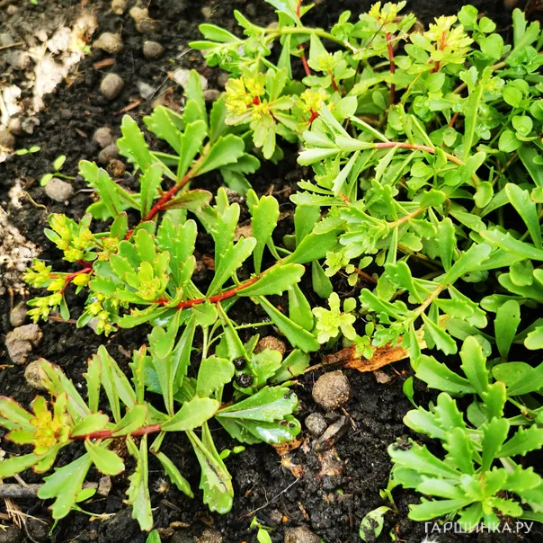 превью изображения отзыва