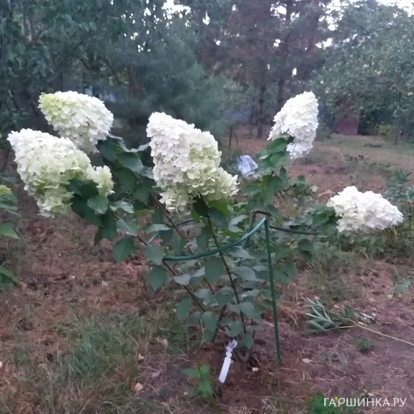 превью изображения отзыва