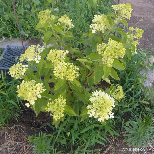 превью изображения отзыва