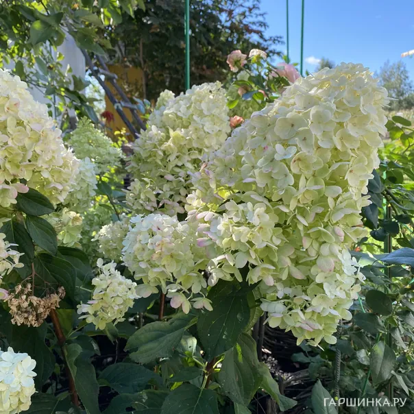 превью изображения отзыва