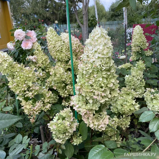 превью изображения отзыва