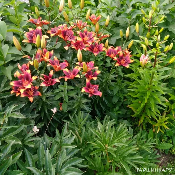 превью изображения отзыва