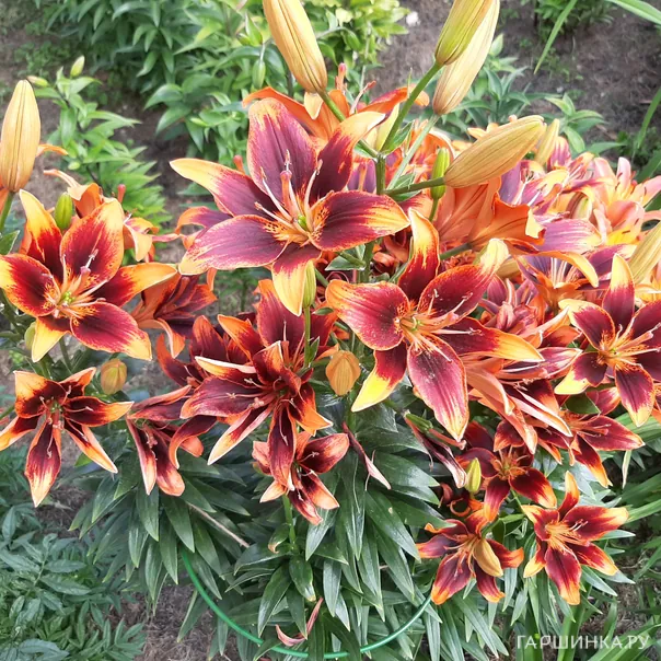 превью изображения отзыва