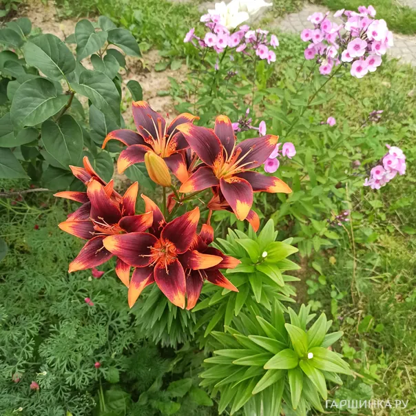 превью изображения отзыва