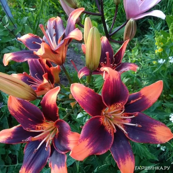 превью изображения отзыва