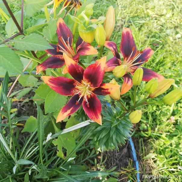 превью изображения отзыва