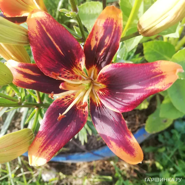 превью изображения отзыва