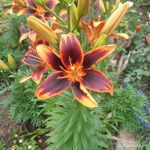 превью изображения отзыва