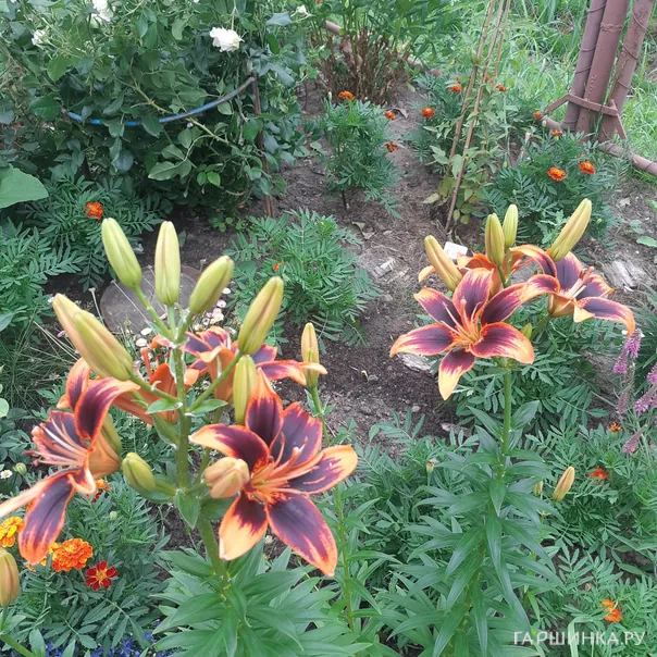 превью изображения отзыва