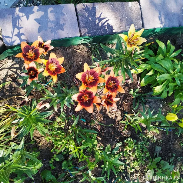 превью изображения отзыва