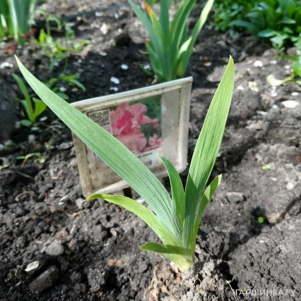 превью изображения отзыва