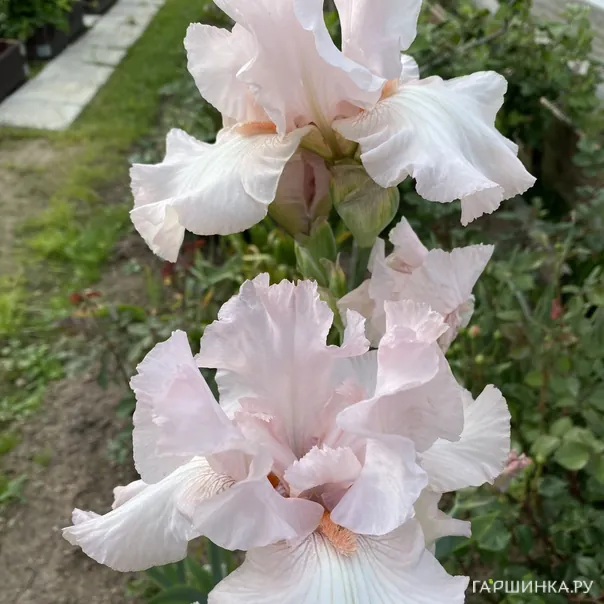 превью изображения отзыва