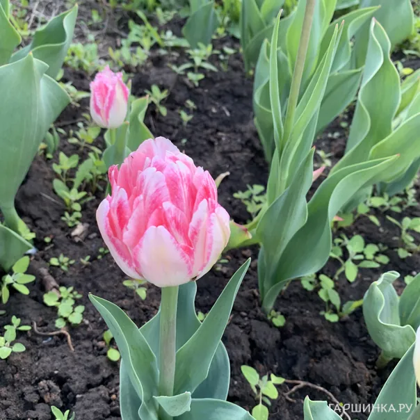 превью изображения отзыва