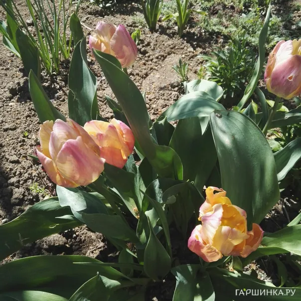 превью изображения отзыва