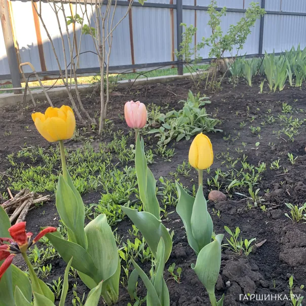 превью изображения отзыва