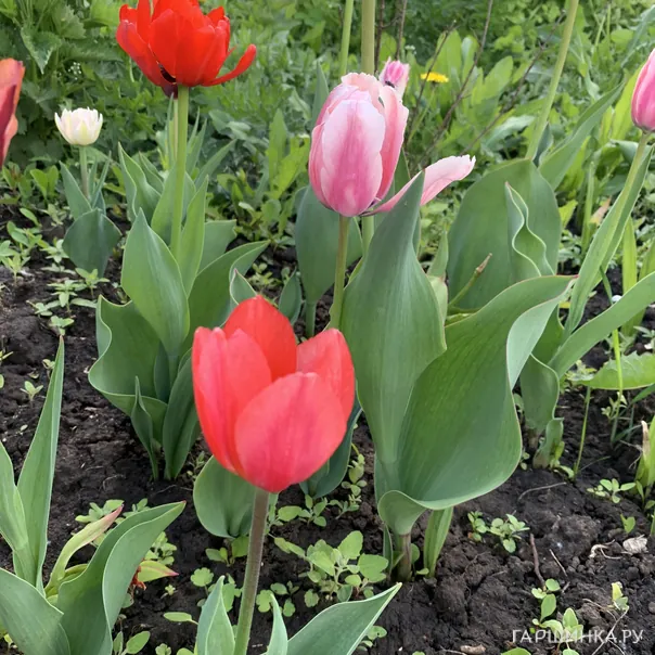 превью изображения отзыва