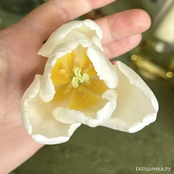 превью изображения отзыва