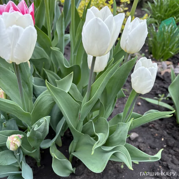 превью изображения отзыва