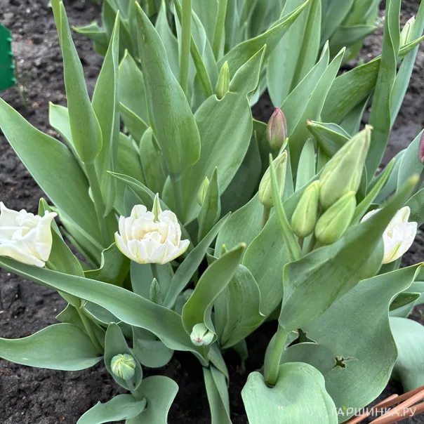 превью изображения отзыва