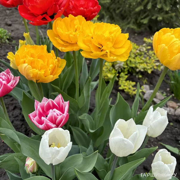 превью изображения отзыва