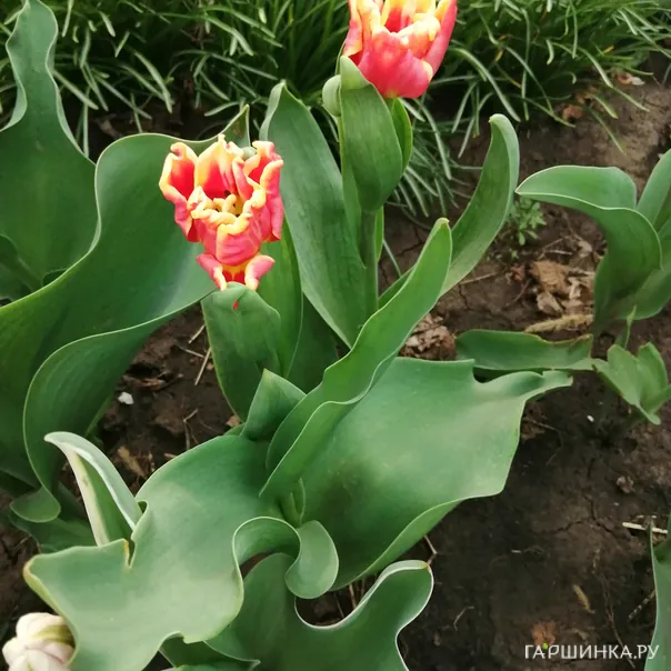 превью изображения отзыва