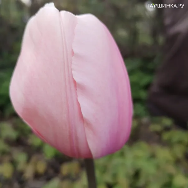превью изображения отзыва